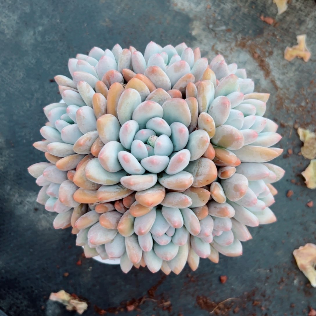 香水自然群多肉植物