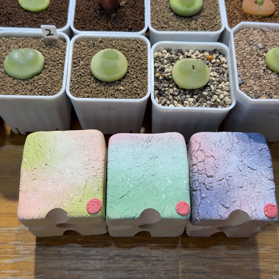 老***韩多肉多肉多肉老韩29元