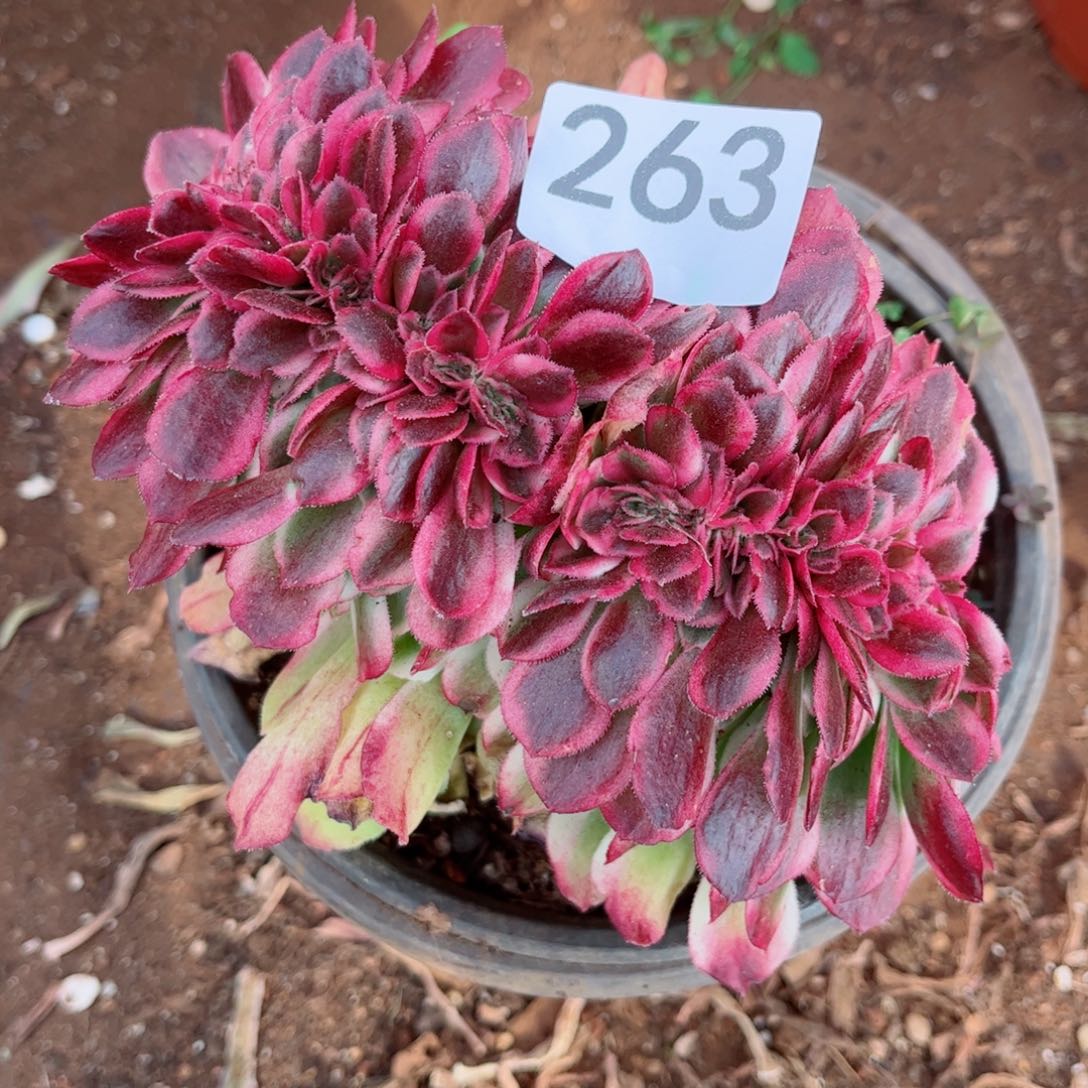 多肉植物263荔枝