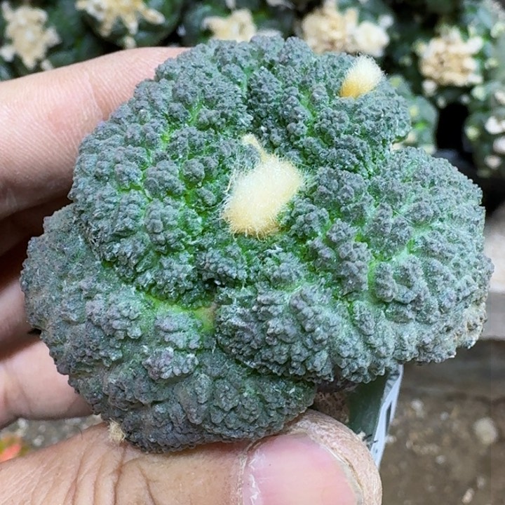 福利苗接大尤哥斯拉525