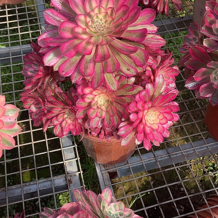 白月光529 多肉法师多