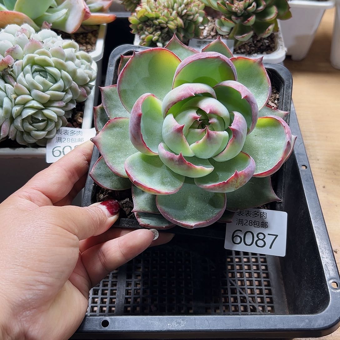 9号我们的确是一个很6087