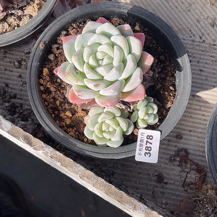 阿雅园艺。      3878