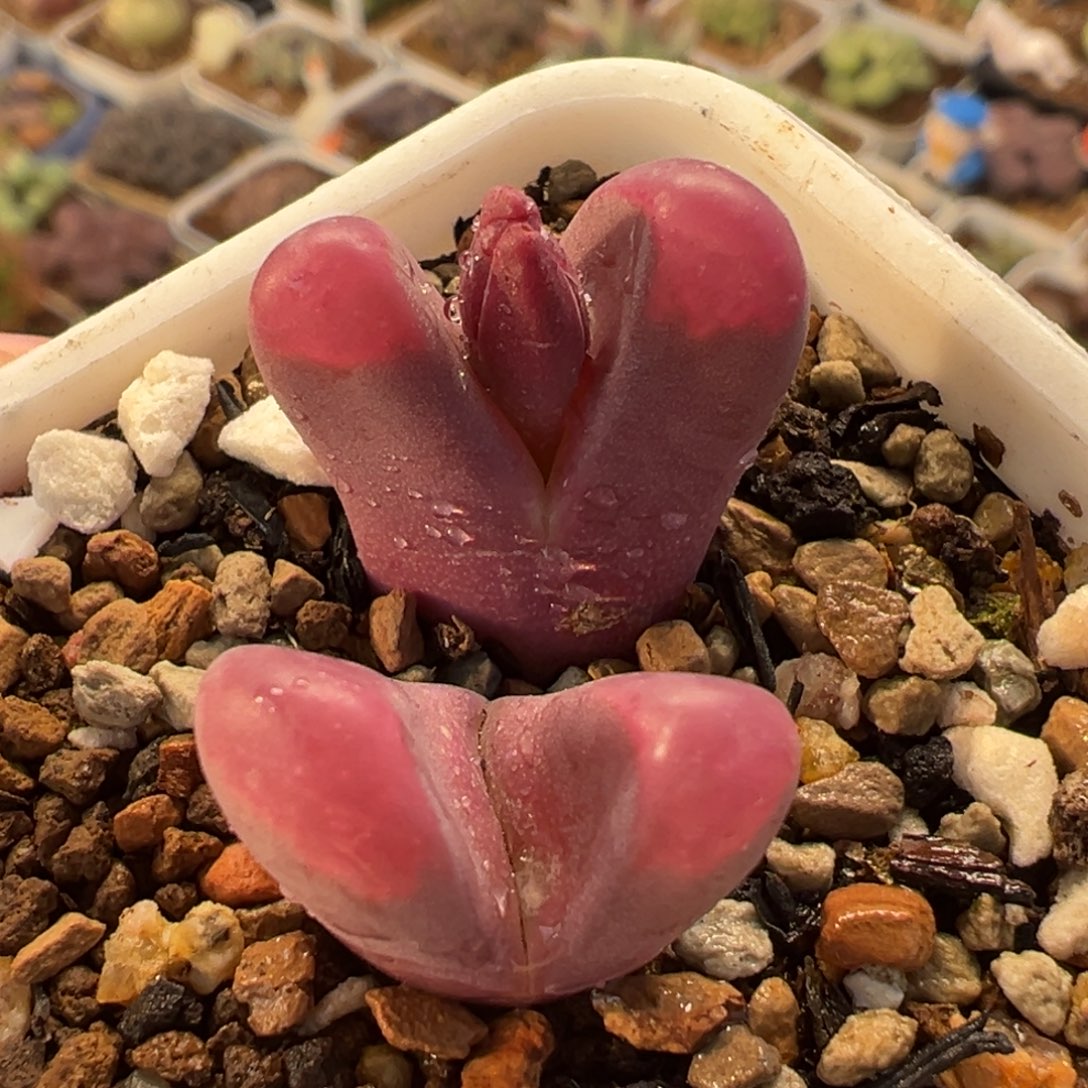 054多肉植物种类多样