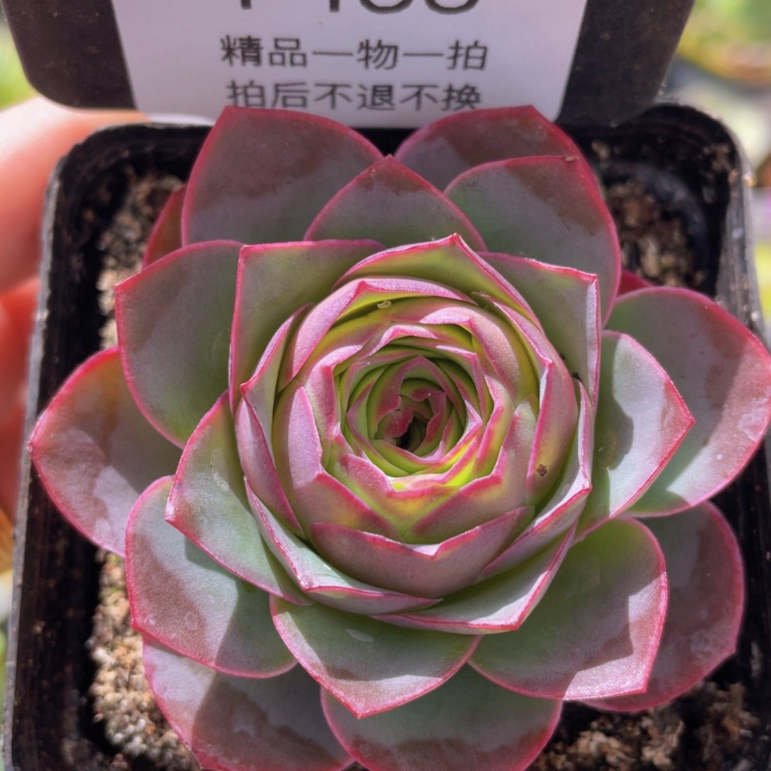 黄金帕杂交新年福利455