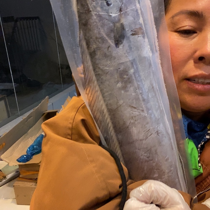 L***i中国大陆3.15斤渤海湾野生刀鱼