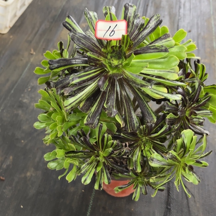 16号水墨丹青法师多肉植物