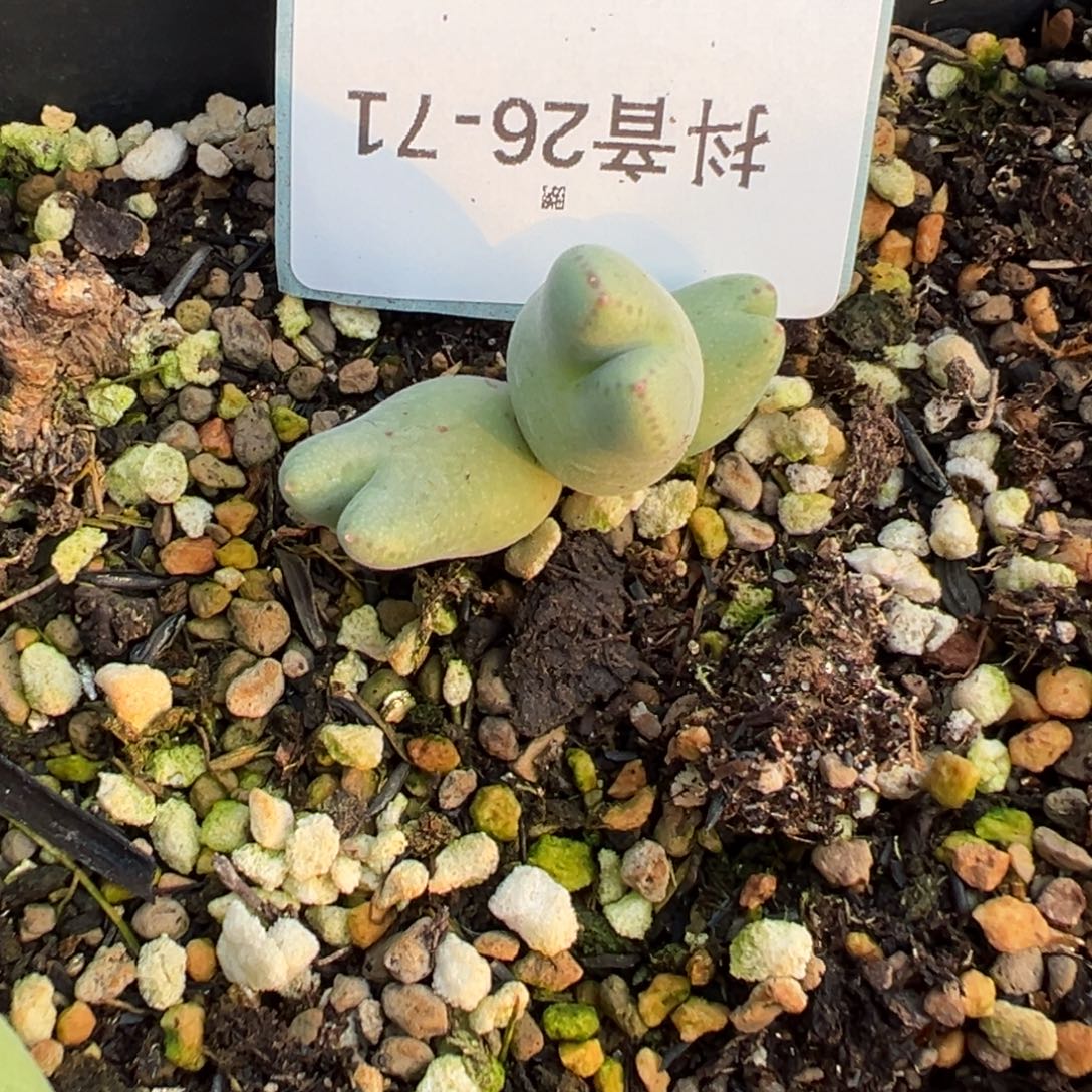 佛***怀26-71肉锥多肉植物