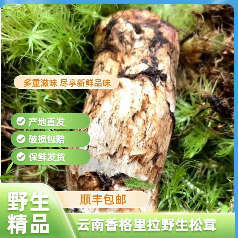 大头实惠款【松茸买2斤送2斤再送2两黑松露到手4.2斤净重】野生松茸