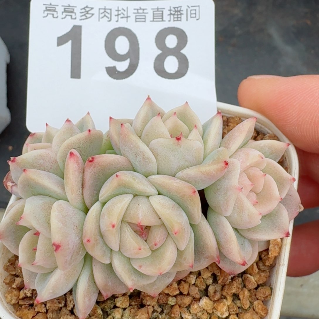 甜心群生白底         精品多肉