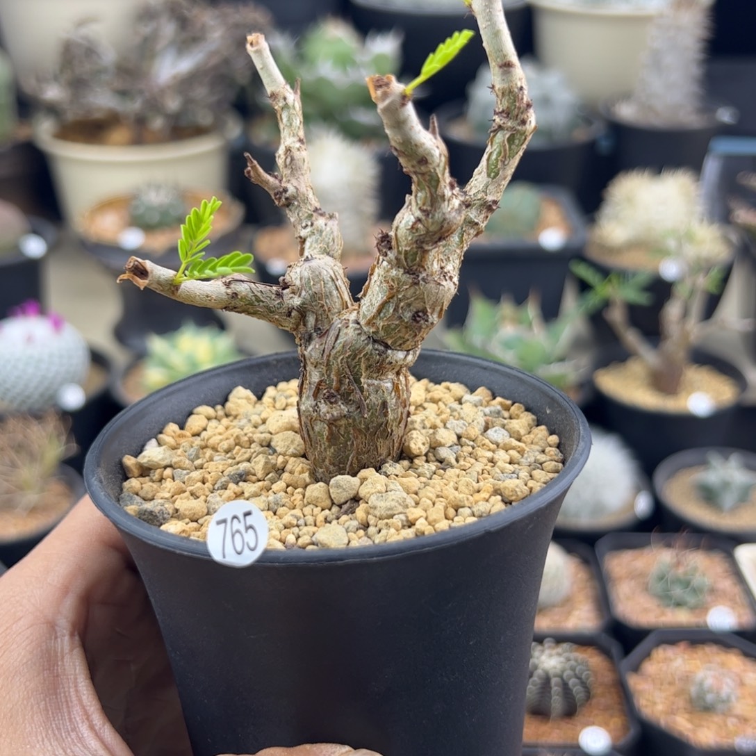 沙漠苏木种播一物一拍765