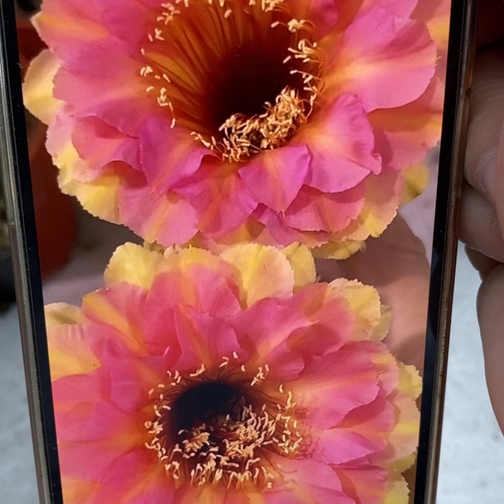 彩草27号6.5公分左右