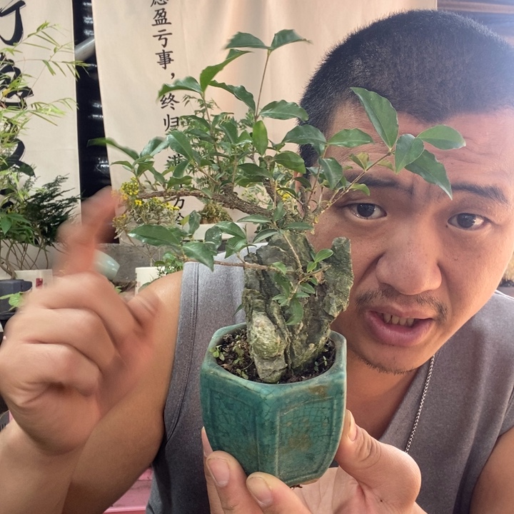 以实际为准盆景绿植盆栽26