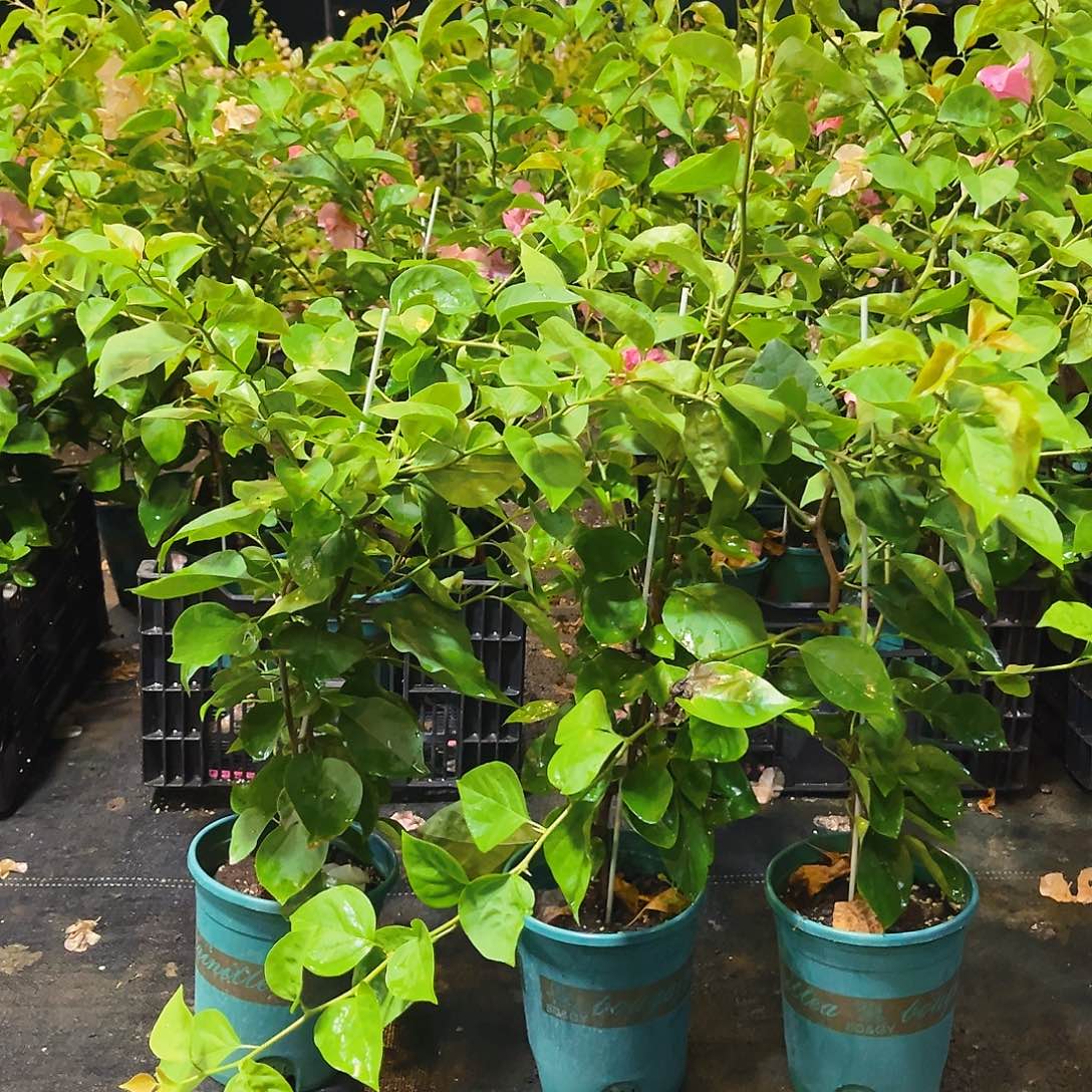 当前无花栽培后可以开花阿达娜带竹一颗