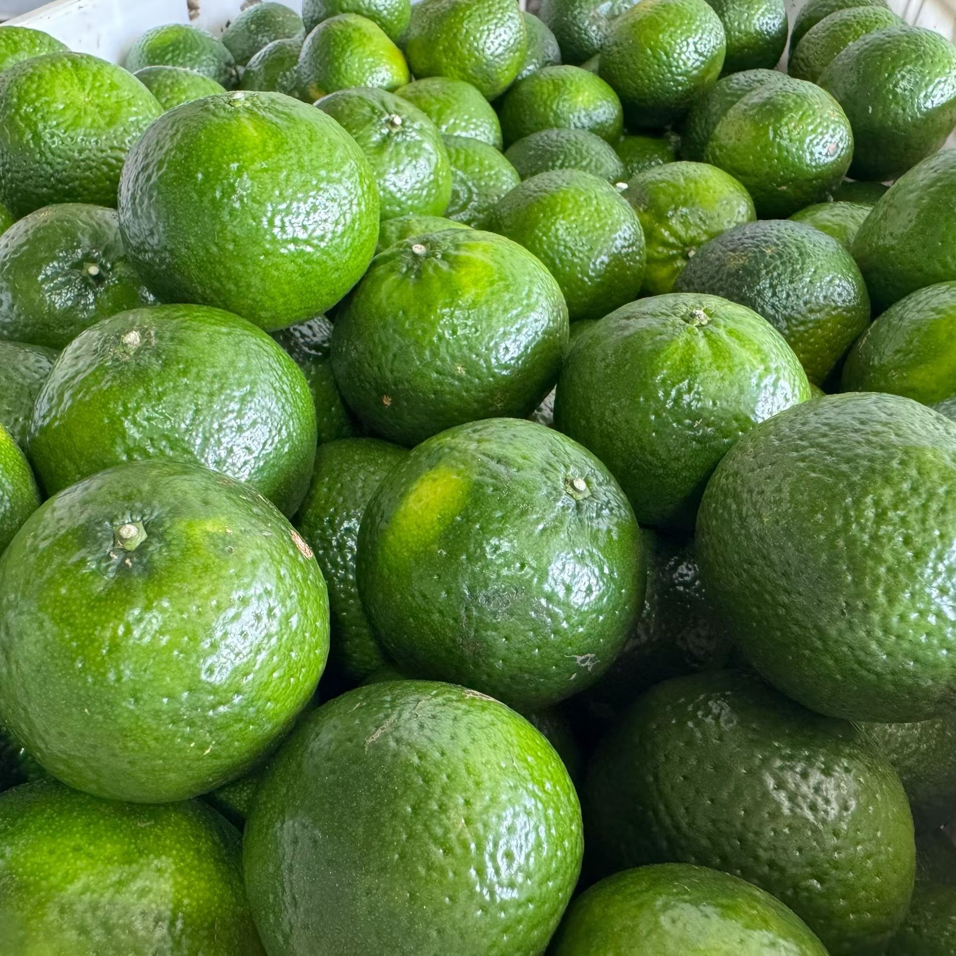 御陈号2025正宗新会13年圈枝老树大青皮(自家果园自产自销)