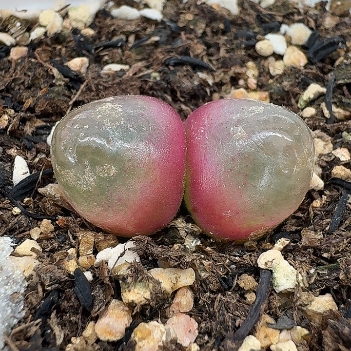 老马生石马双头灯泡2414