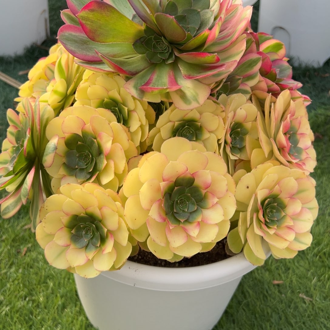 441，多肉植物法师