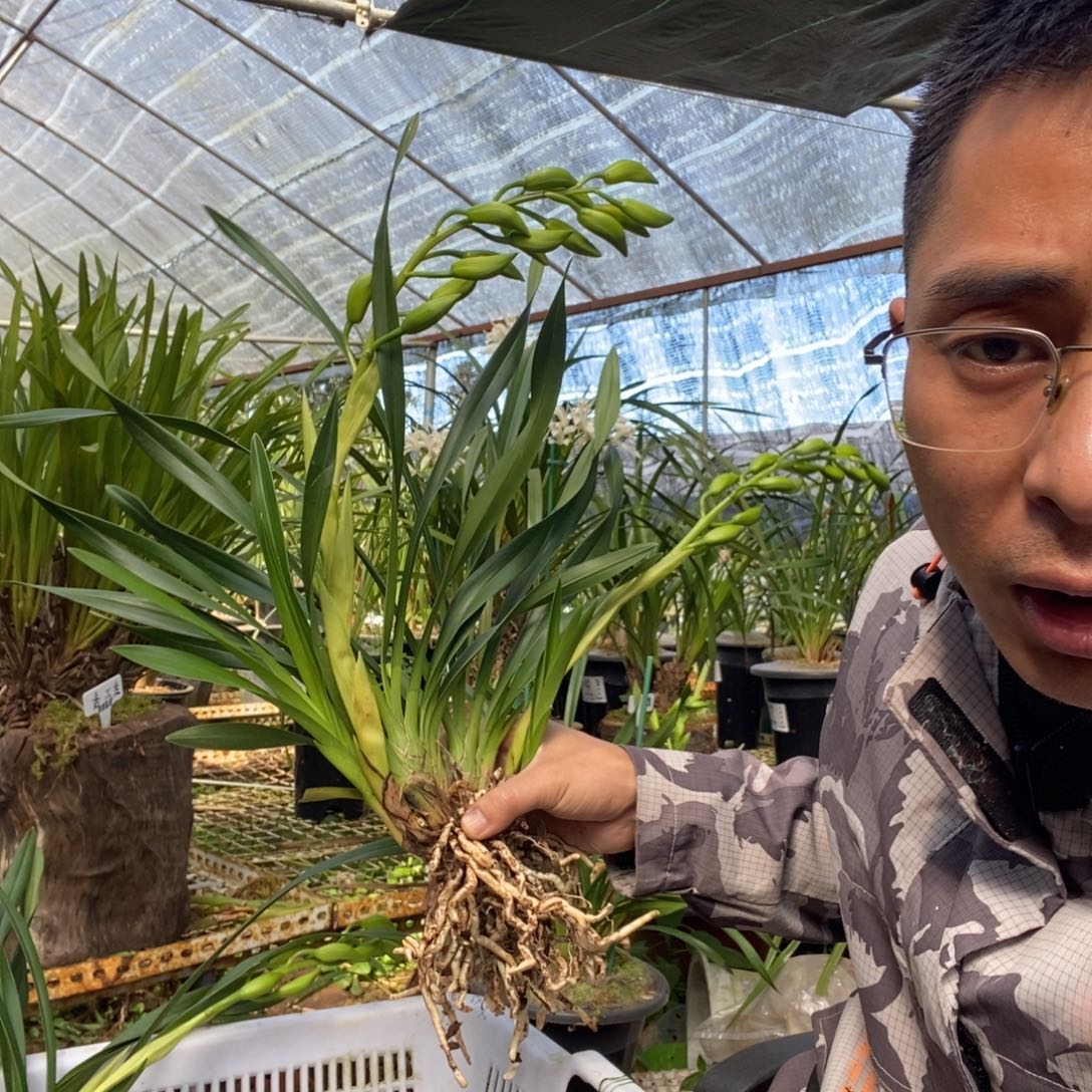 完全开放红嘴素花