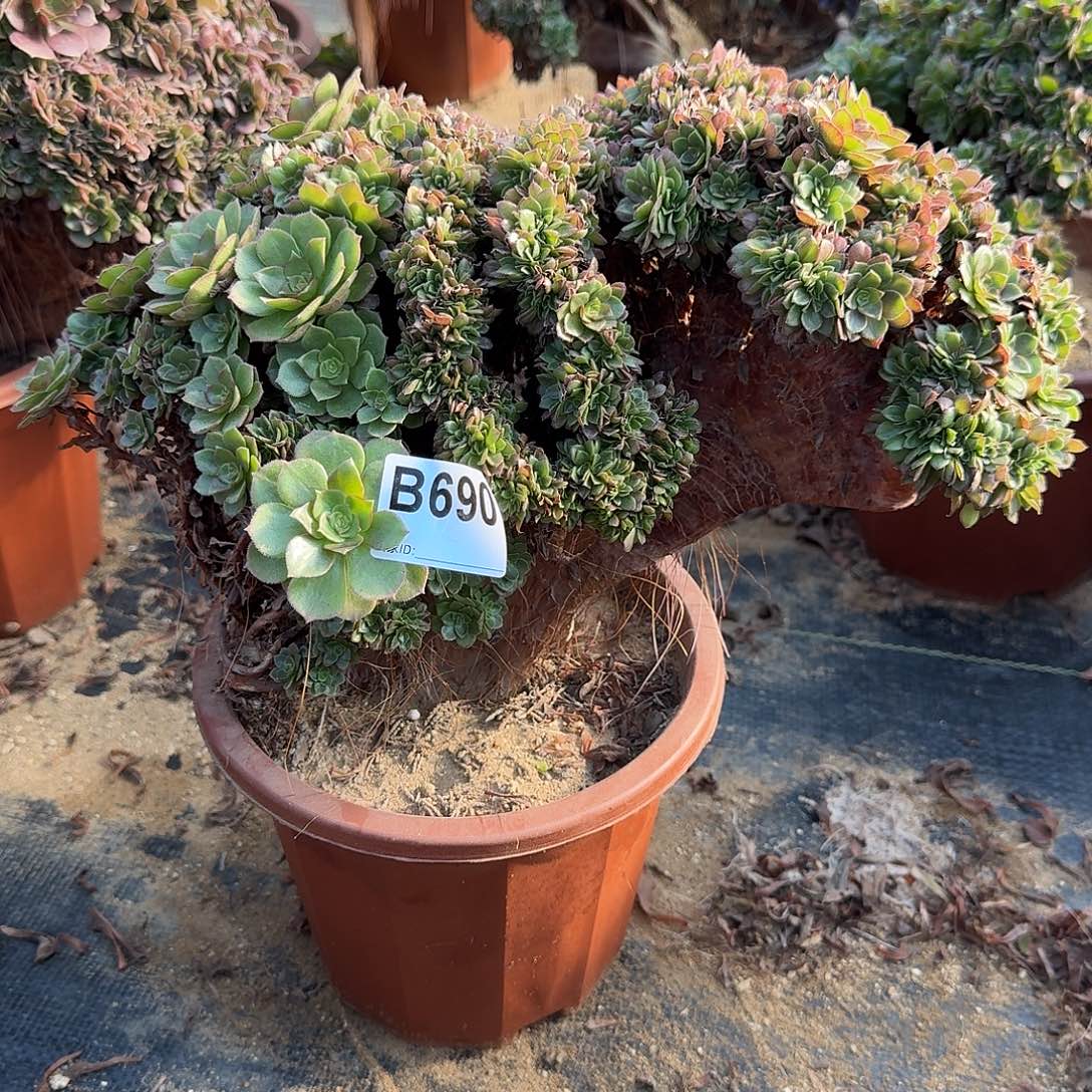 690万缀一颗满28包邮微瑕