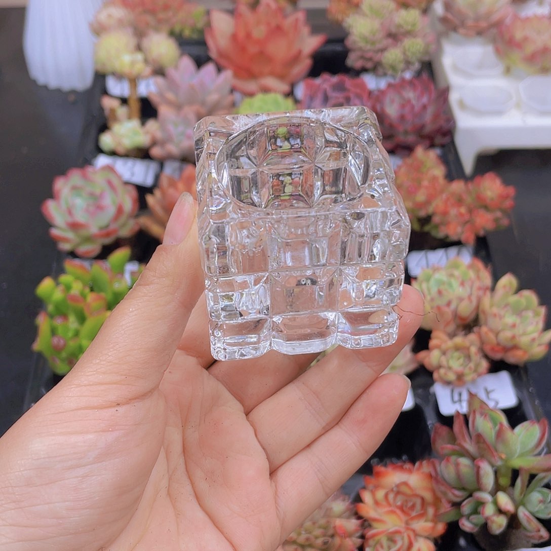 多肉无土栽培多肉植物