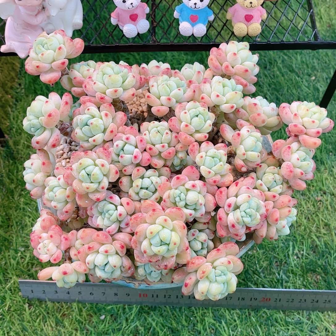 樱花罗琦自然群多肉