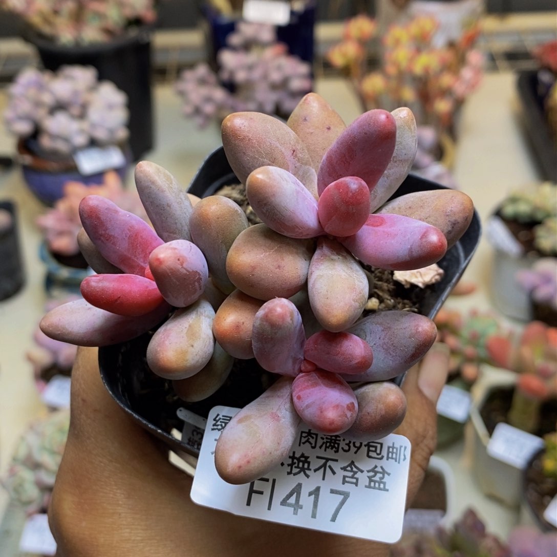 417糖果美人多肉有断枝