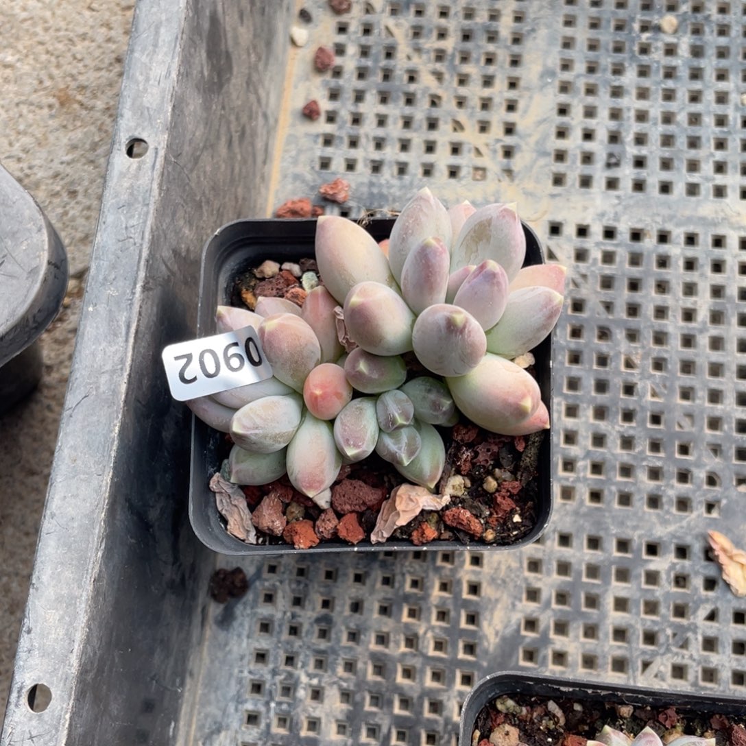 今***播松果美人多肉植物