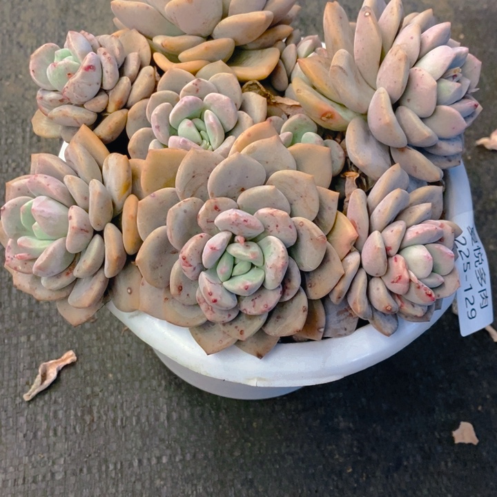  夏悅多肉0225-129白鹭