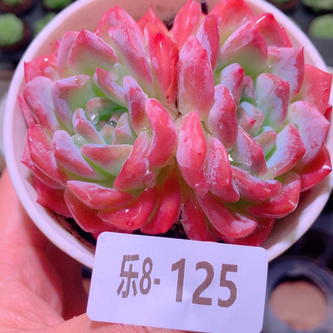 乐然8-125 新品双头 