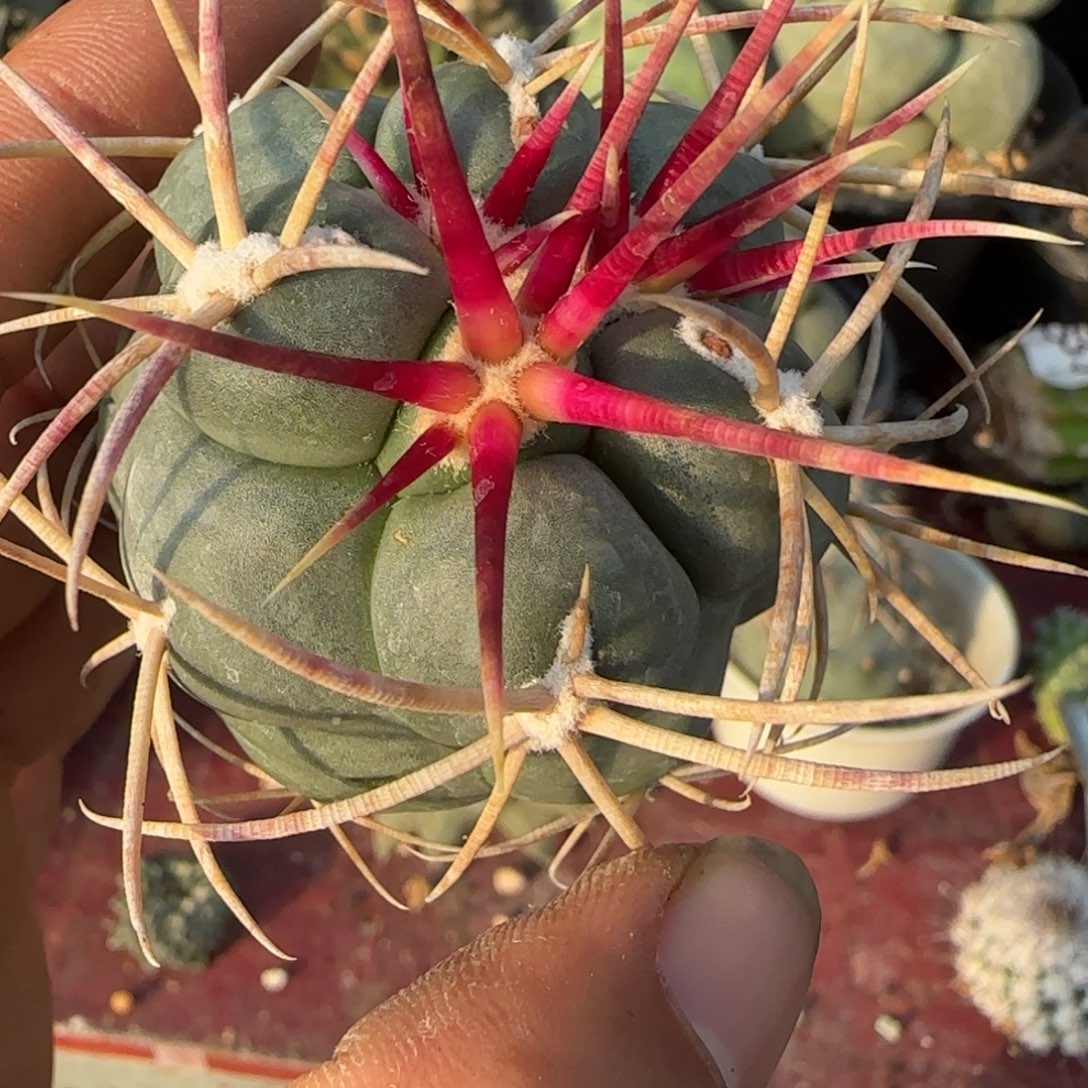 无花朵特选刺高木菲冠龙无根191