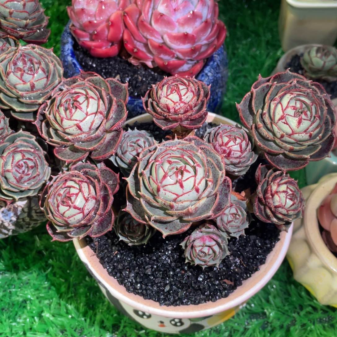 多肉植物盆栽多肉植物