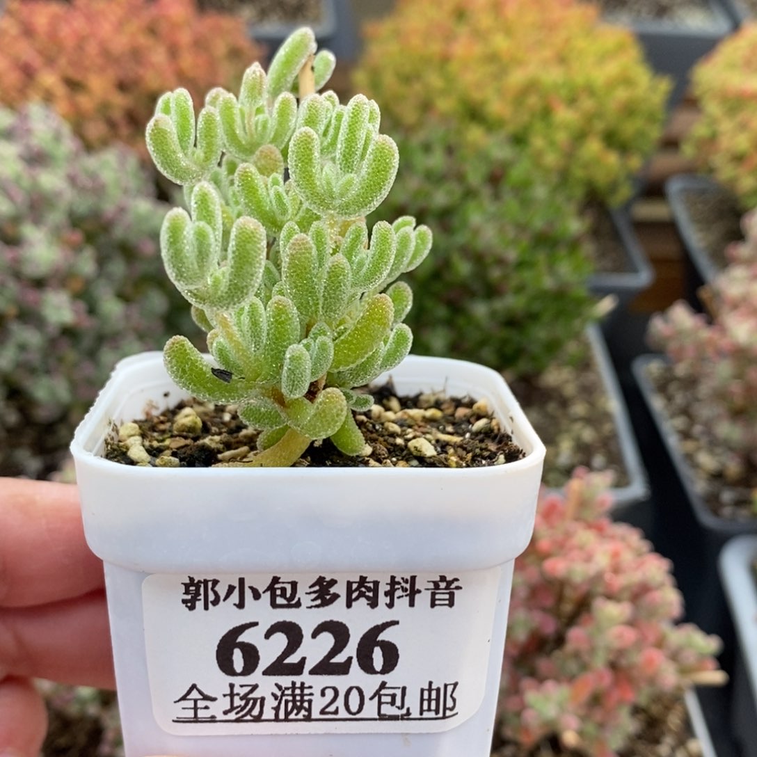 6226枝干番杏冰晶