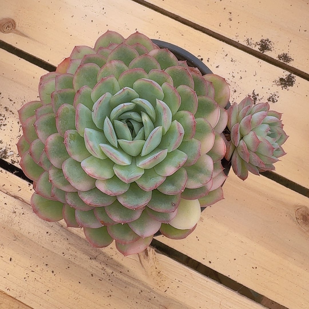 无花朵草莓冰锦一物一拍