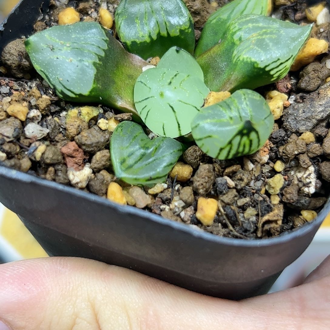 魔晶球十二卷多肉植物