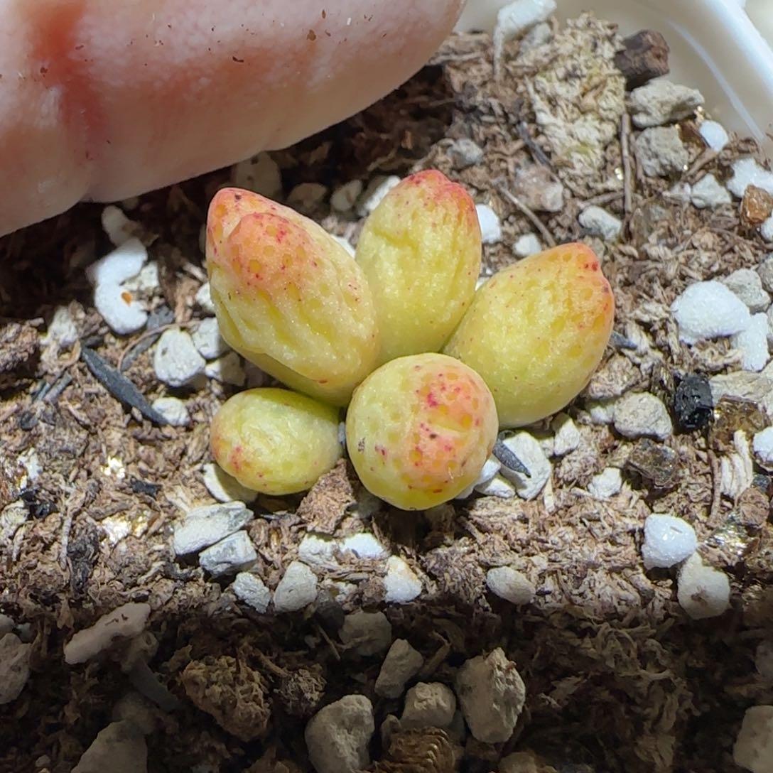 肉锥多肉植物百科2-草莓斑马有疤1735