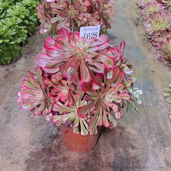 628红铜白多肉植物