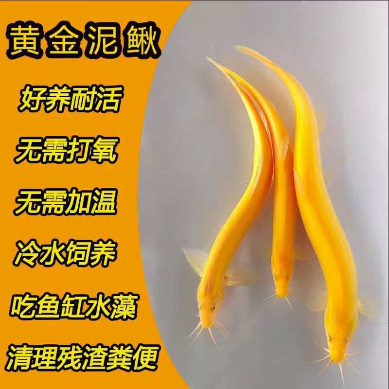 黄金泥鳅冷水淡水观赏鱼好养耐活清洁鱼吃垃圾工具鱼