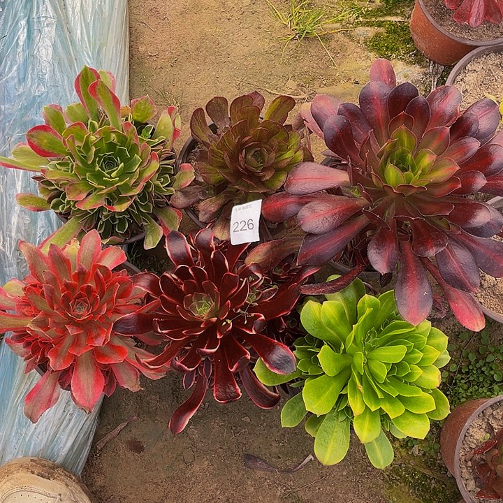 226 法师斤多肉组合