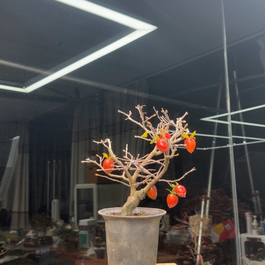 熊***O无花朵花卉苗木花卉苗木
