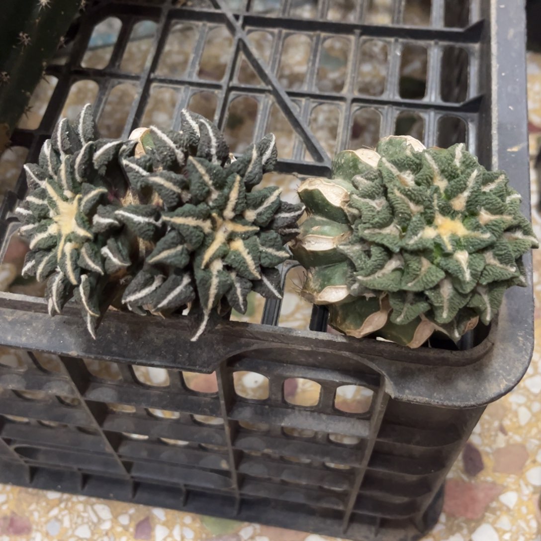 2颗黑仙人球福利出