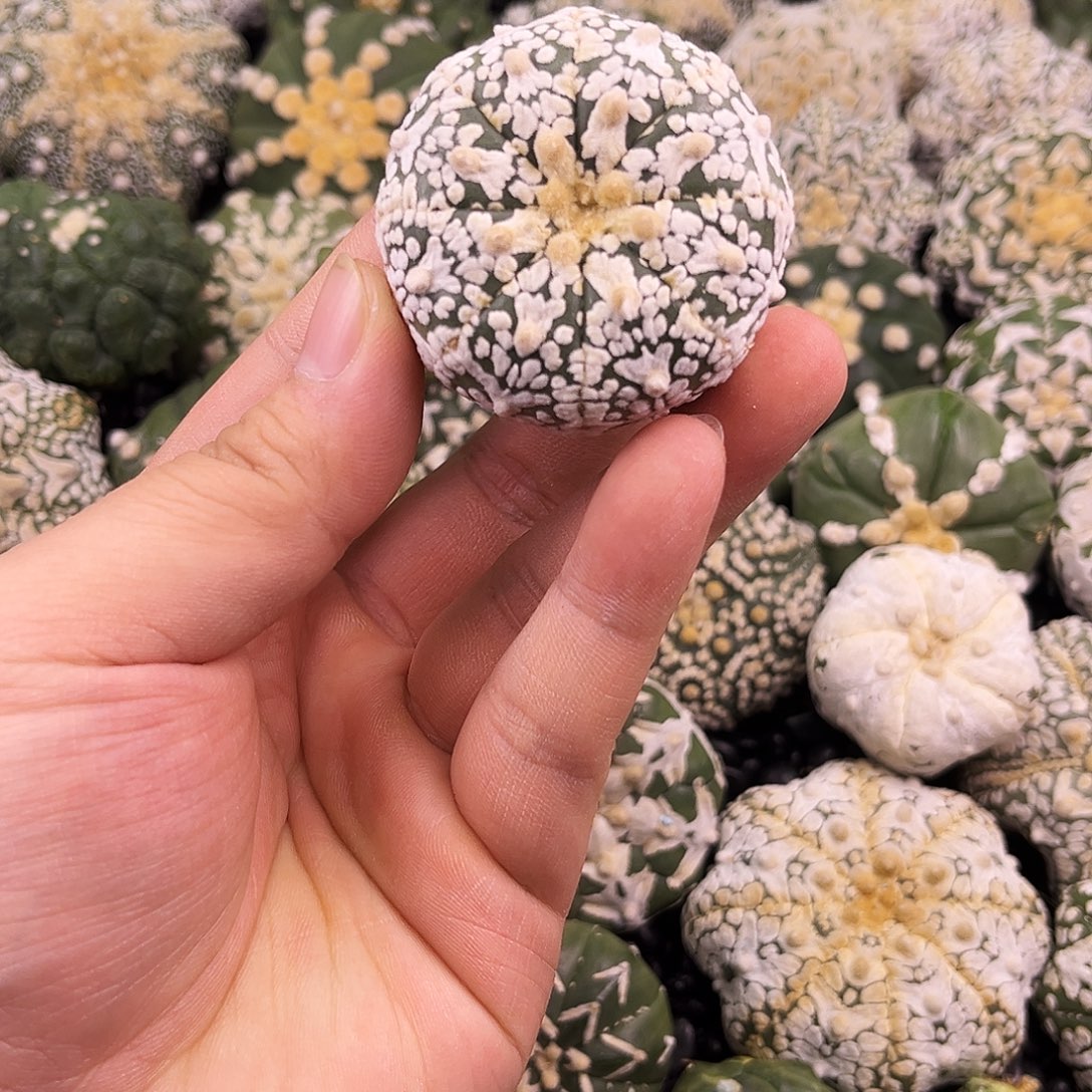 哈哈哈哈哈哈哈ｖ兜兜