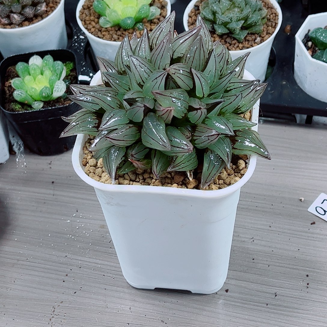 西瓜寿玉露一勿一拍