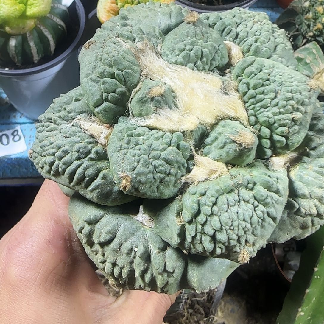 2***箱大牡丹986仙人球开花