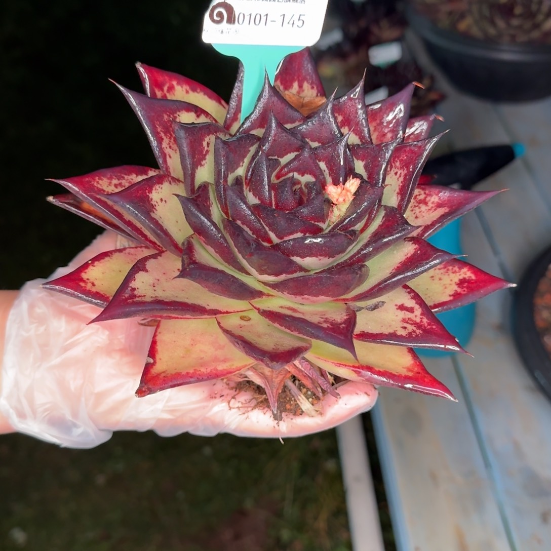 从前慢花园多肉编号0101-145