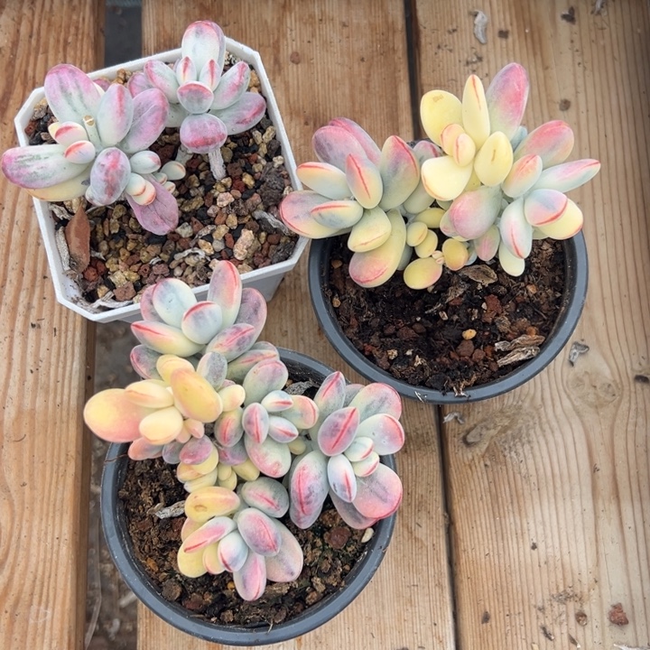 无花朵410号福娘锦三个