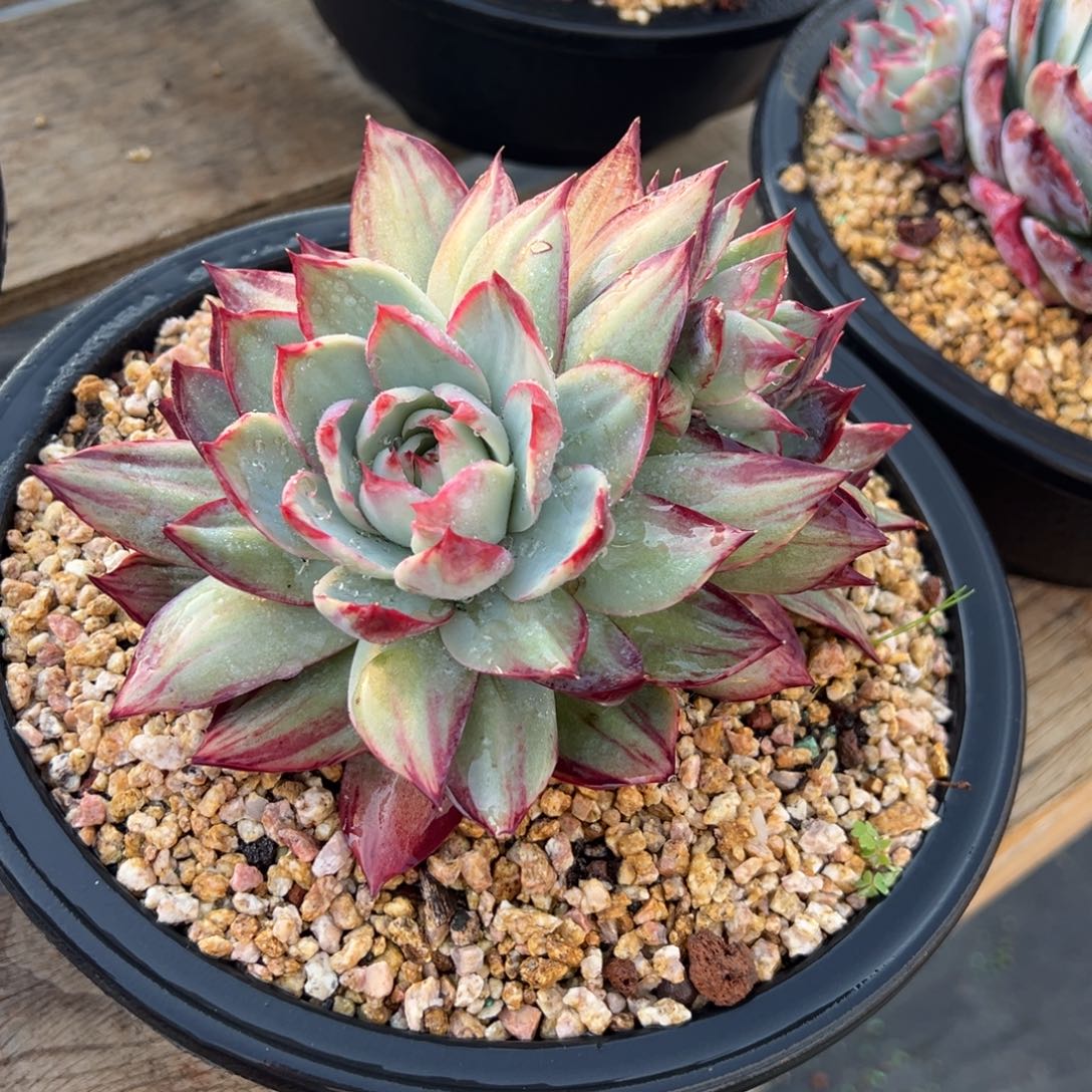 惊鸿仙子 阿松多肉