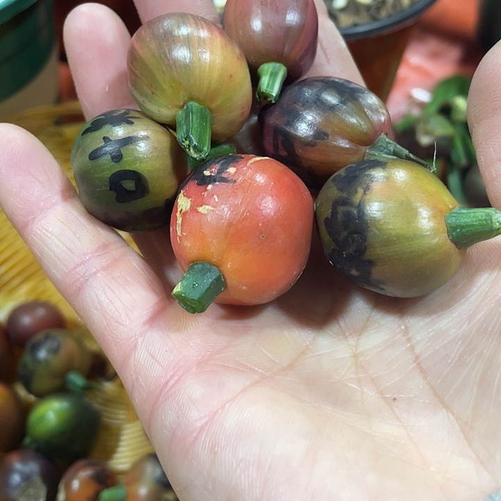 大***明完全开放君子兰四季开花喜事甲醛