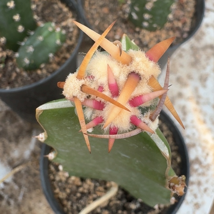 新年福利苗接翠平