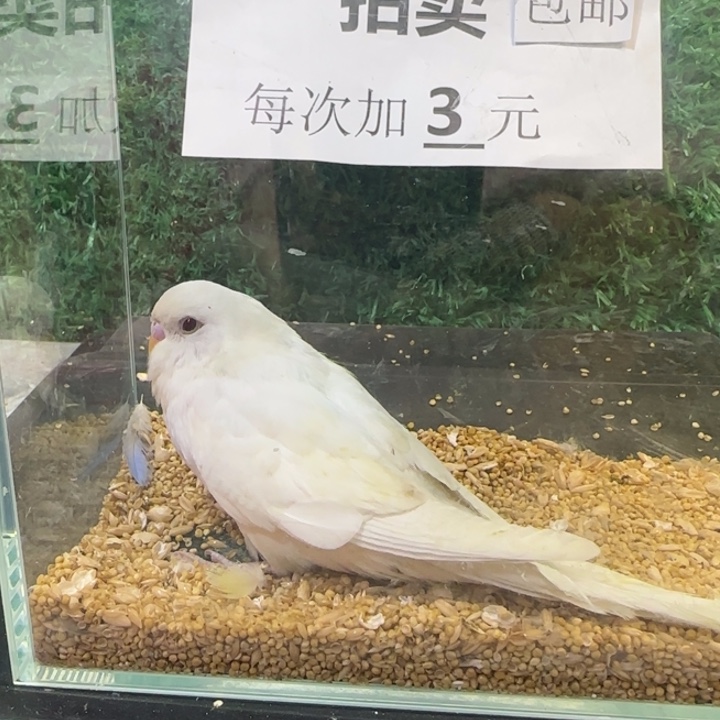 虎皮鹦鹉大头虎皮鹦鹉