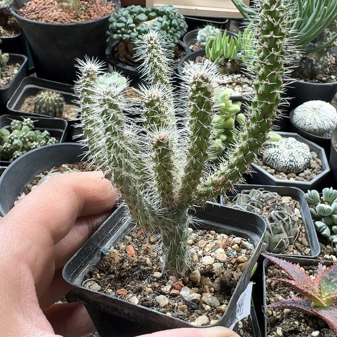 369松鼠团扇脱土发货